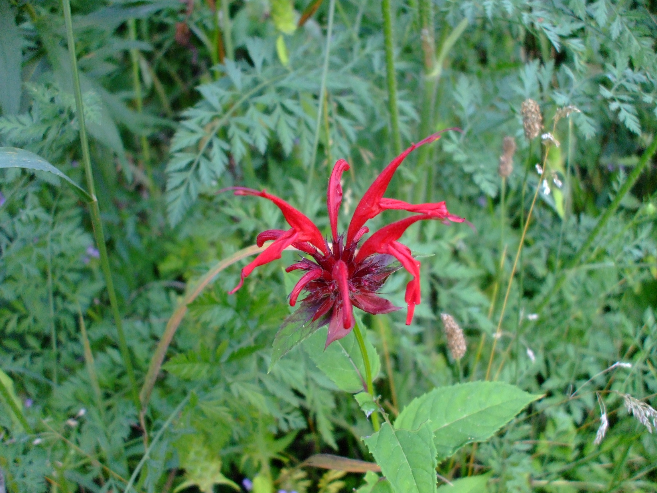 Monarda didyma
